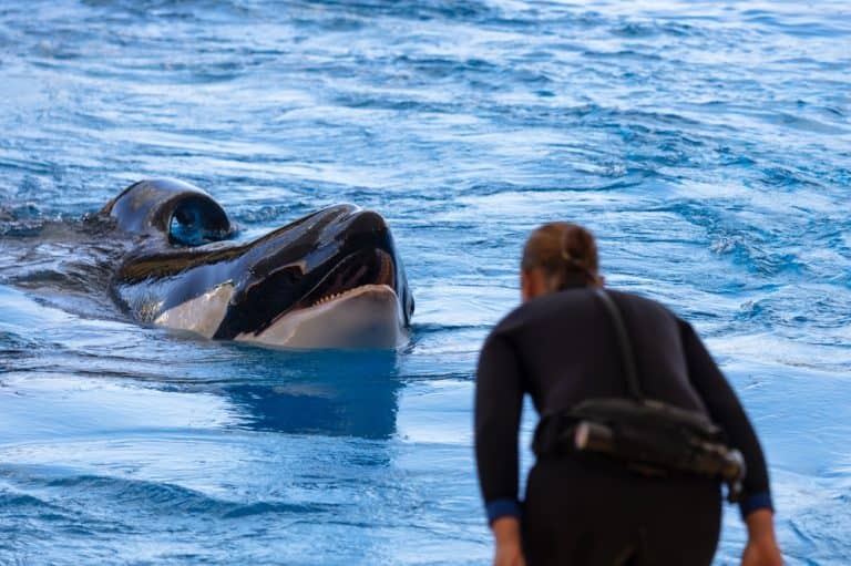 Beautiful orca (killer whale) peeking from the water.