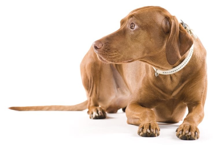 Portrait of a beautiful brown dog. Isolated on white background. Female Hungarian Vizsla.