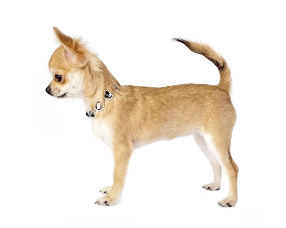 nice chihuahua puppy with necklace standing on white background side view