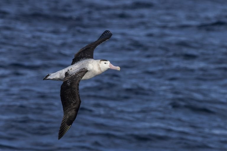 Antipodean albatross
