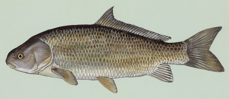 Black Buffalo Fish (Ictiobus niger)