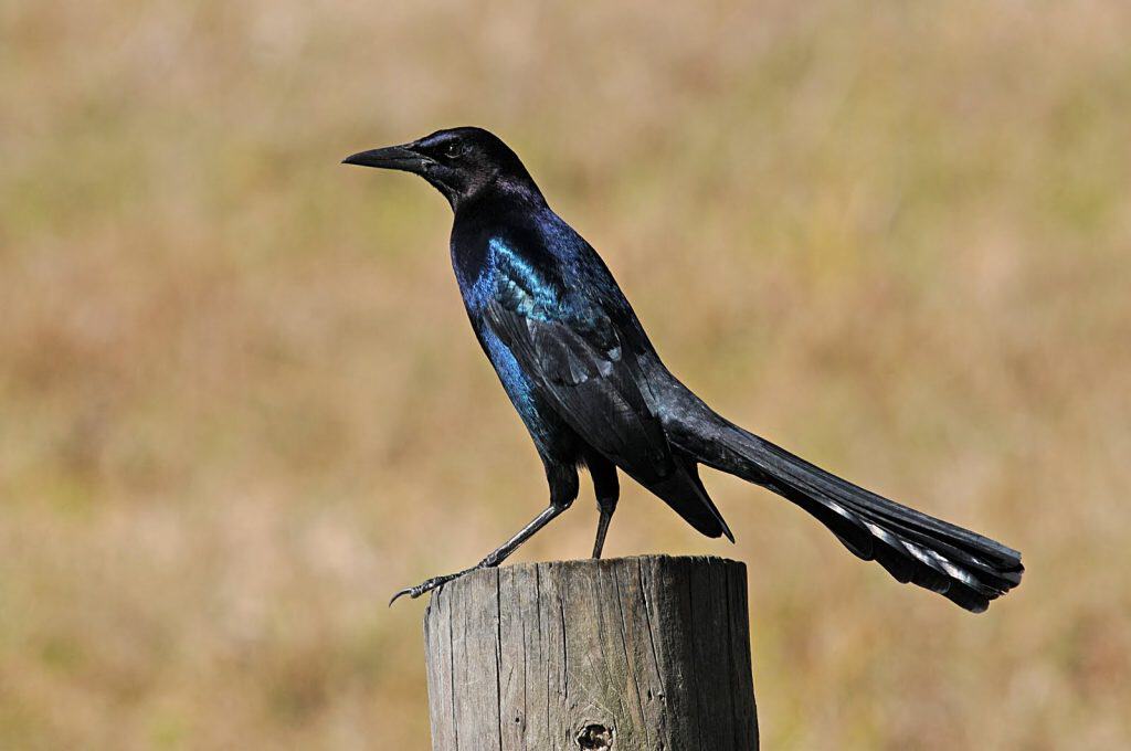 Boat-tailed grackle