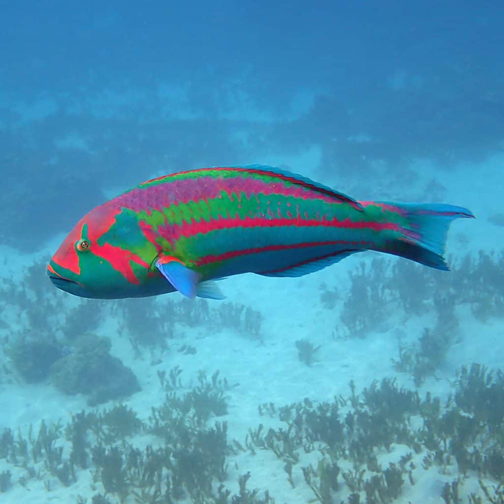 Surge wrasse