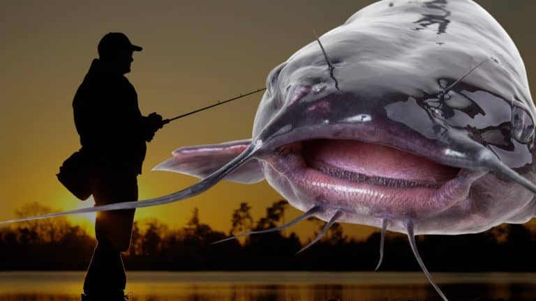 Catfish