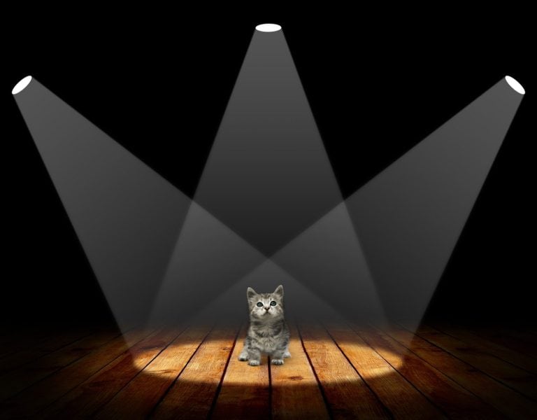 Small kitten in empty room with wooden floor and spot light interior background