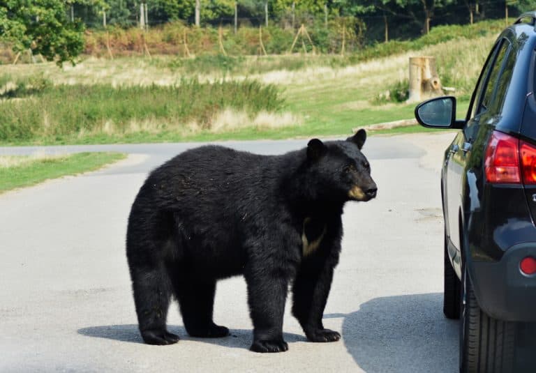 A huge scary hungry black bear sniffing curiously looking around a parked car on a road for a way to get inside for food.