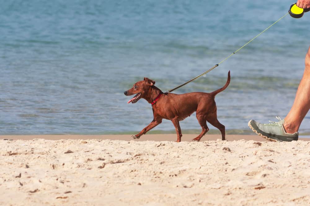 Dog on a leash walking along the shore
