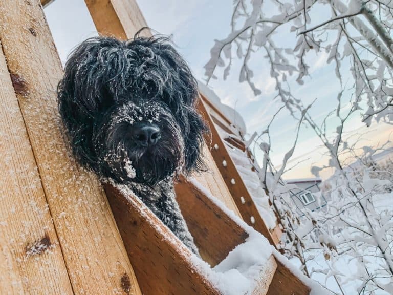 Newfypoo peeking out the Door of a Treehouse