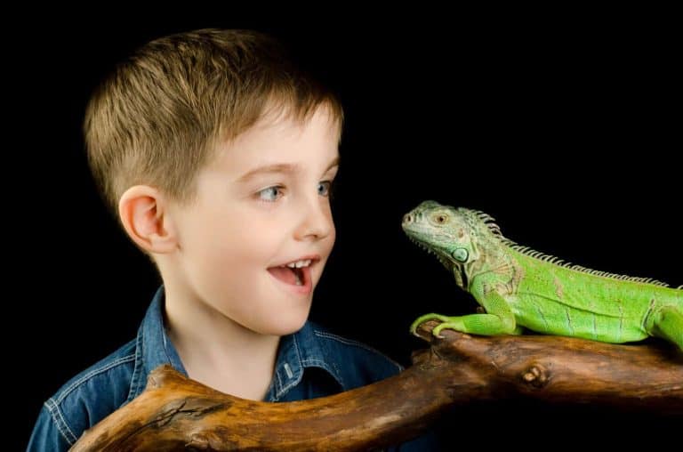 The Best Lizards To Keep As Pets - A-Z Animals Slideshows
