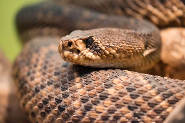 Diamondback rattlesnake is a pit viper species found in the southeastern United States