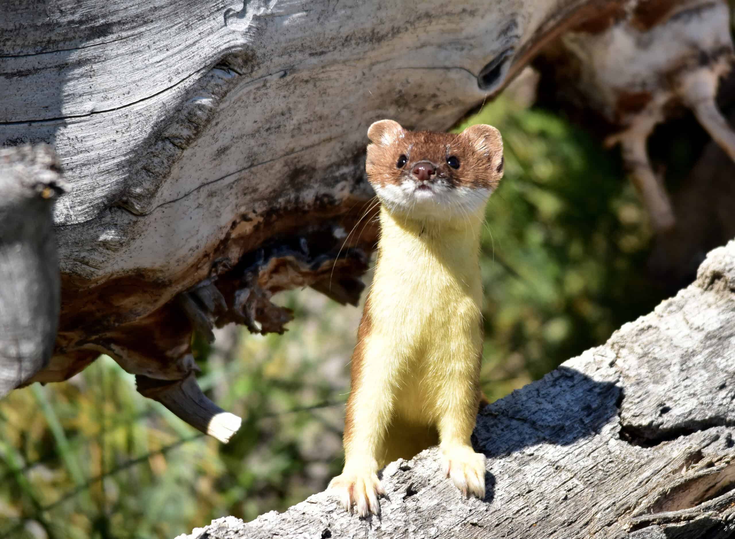 Long-tailed weasel or Mustela frenata on Seedskadee National Wildlife Refuge