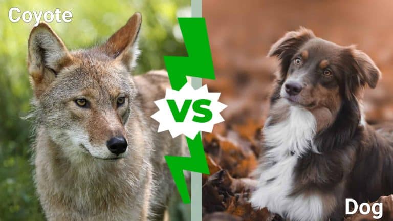 Coyote vs Dog