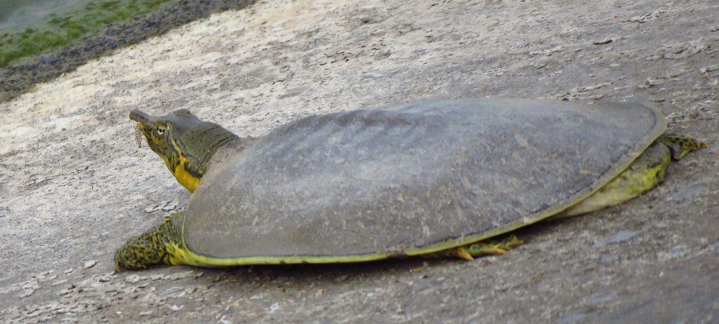 Pallid spiny softshell turtle