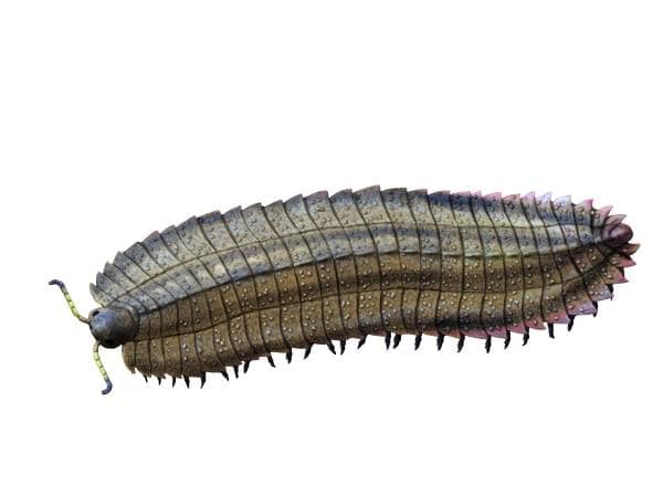 Arthropleura millipede