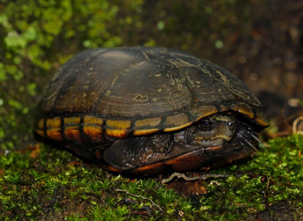 Mississippi mud turtle