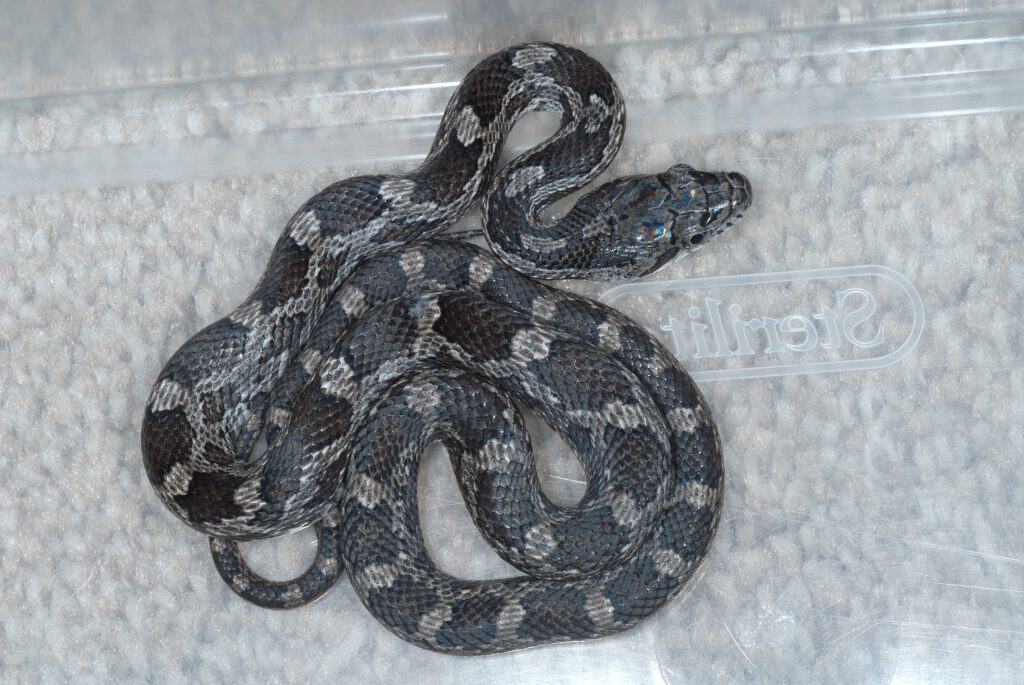 Juvenile eastern ratsnake