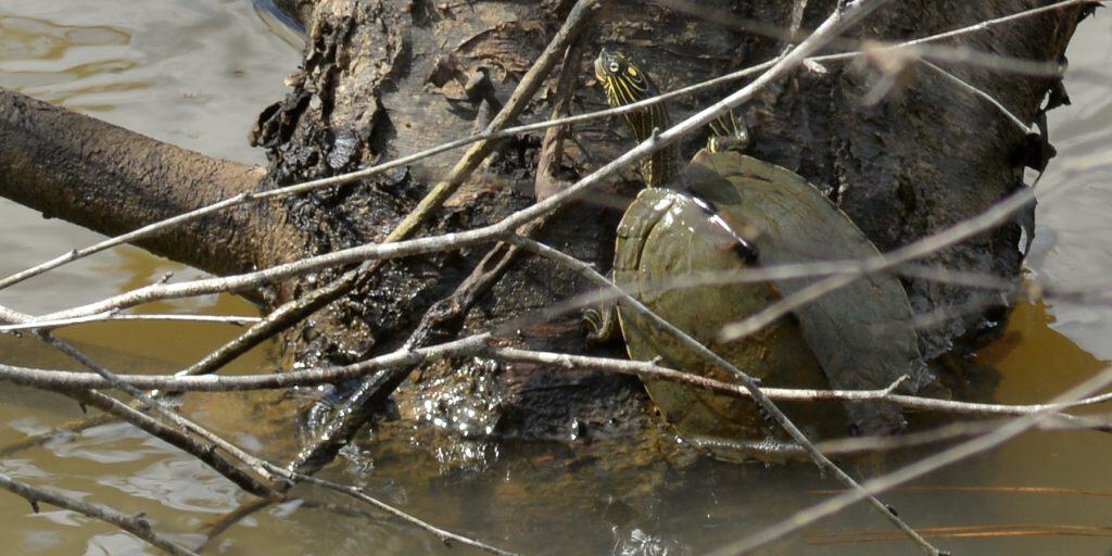 Sabine map turtle