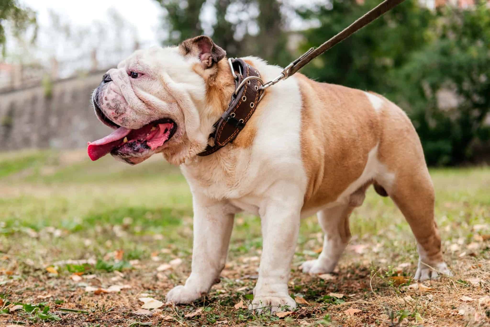 Why You Should Take Your Dog on a 'Sniffari' - A-Z Animals