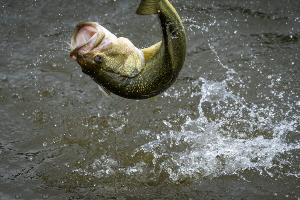 Largemouth bass doing acrobatic jump in a Texas lake