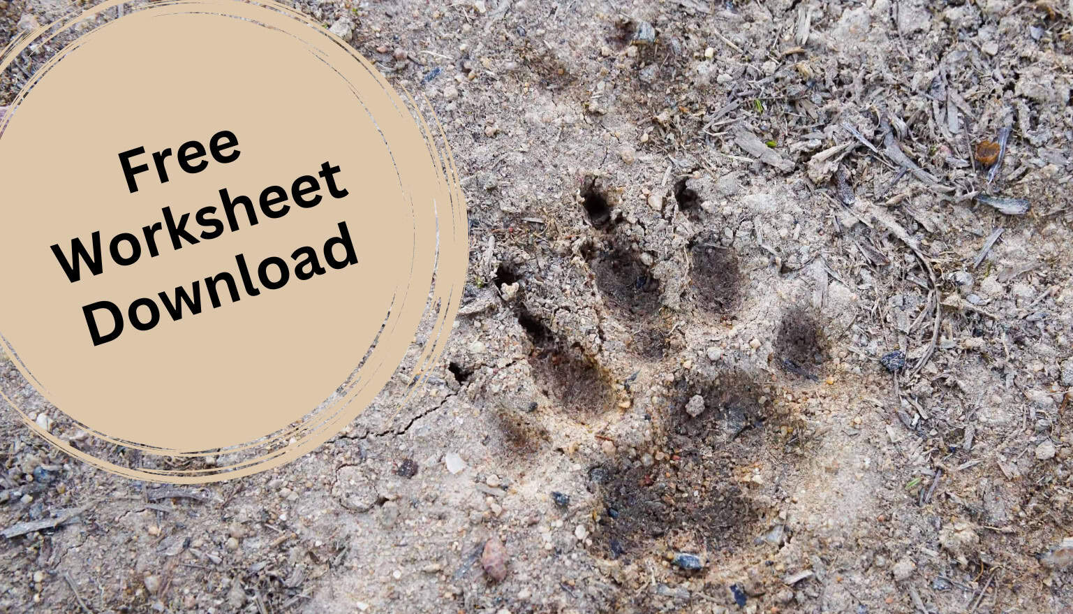 Match the Animal to Their Footprints - A-Z Animals