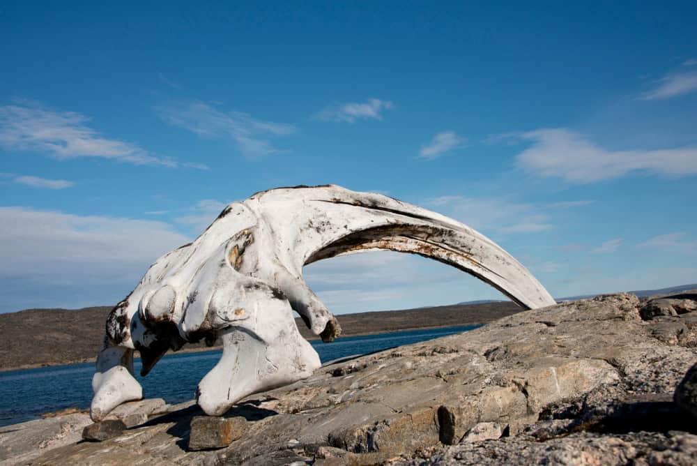 Canada, Nunavut, Qikiqtaaluk Region, Kekerten Island. Kekerten Historic Park preserving artifacts from whalers. Bowhead whale jaw bone. .