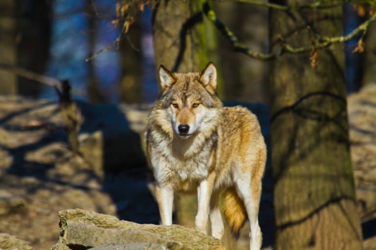 Eastern Wolf or american grey wolf (Canis lupus lycaon)