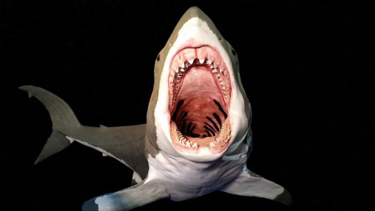 Megalodon shark attacking in front.