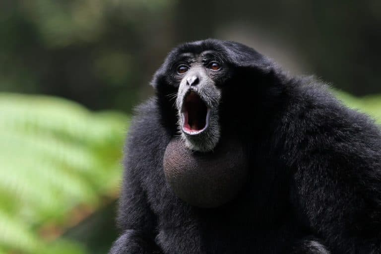 Siamang (Symphalangus syndactylus), Siamese monkey's facial expression when screaming, Siamang closeup face