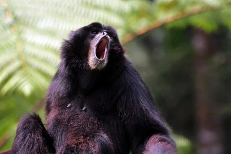 Singe gibbon siamang, primates closeup, animal closeup