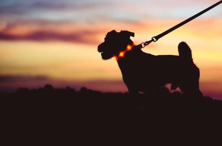 Safe evening or night walk with pet concept. Silhouette of dog on leash wearing LED-light collar against beautiful sunset sky