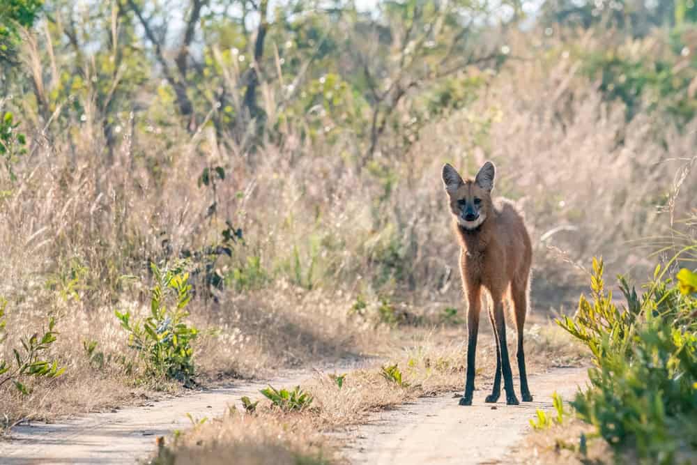 A Maned Wolf stands on the path in the early morning in Emas National Park, Chapad&atilde;o do C&eacute;u, Goi&aacute;s State, Brazil