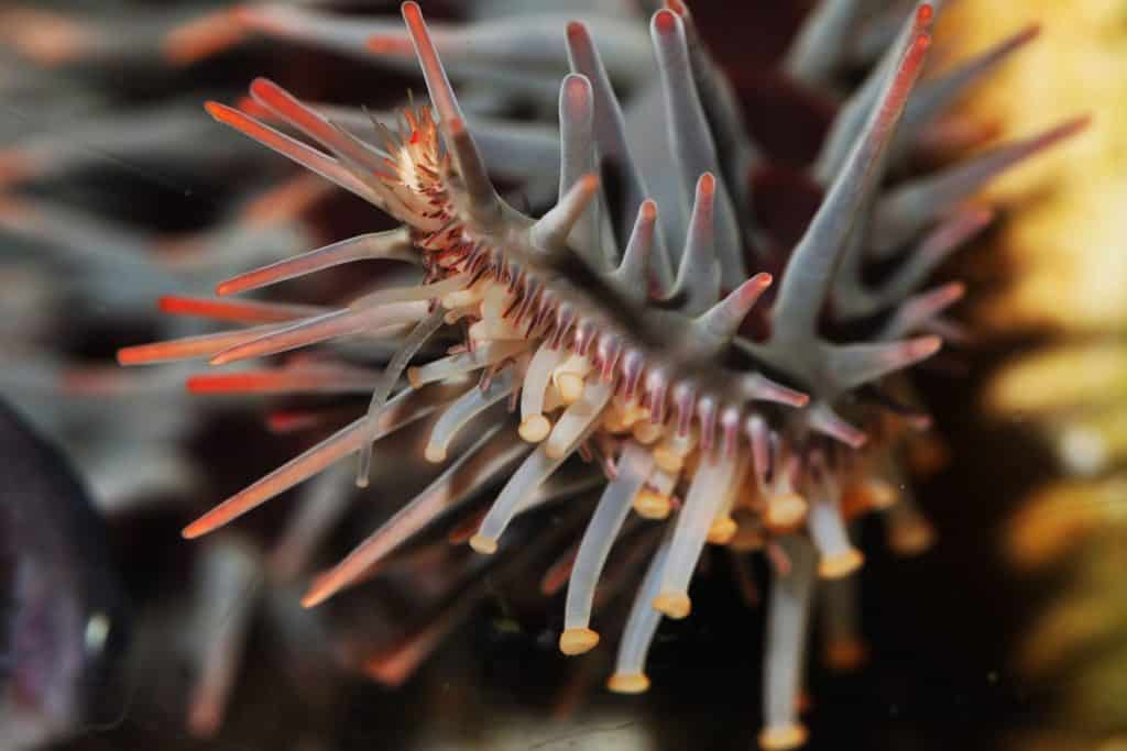 Crown of Thorns Starfish (Acanthaster planci)