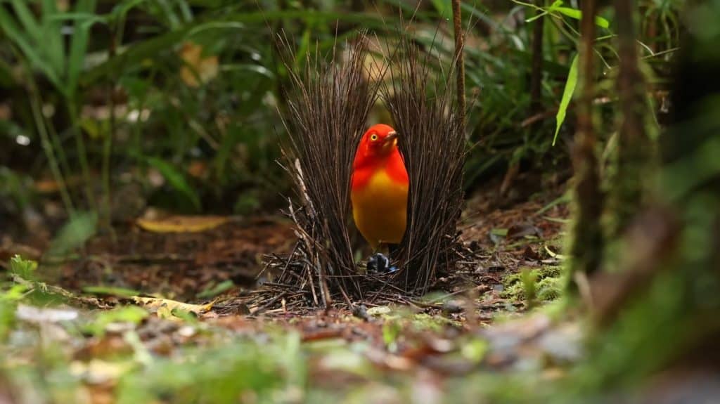 These Birds are Interior Design Experts - A-Z Animals