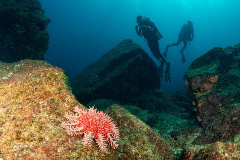Crown-of-thorns starfish (Acanthaster planci) La Paz, Mexico