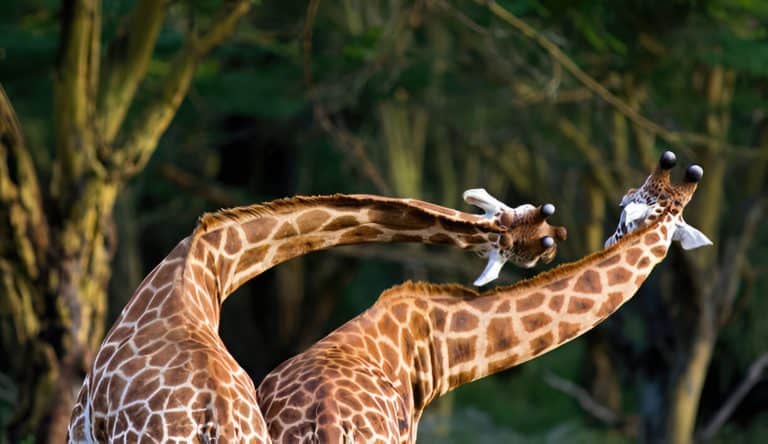 Two Giraffes Fighting In Masai Marah