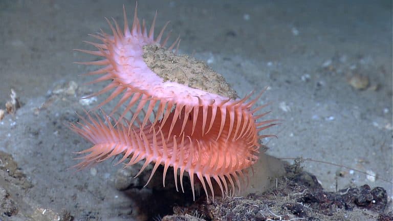 Venus flytrap sea anemone (Actinoscyphia aurelia)