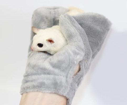 Stress Relief for Exotic Pets: From Birds to Reptiles - Stress Anxiety Relief Glove For Cat