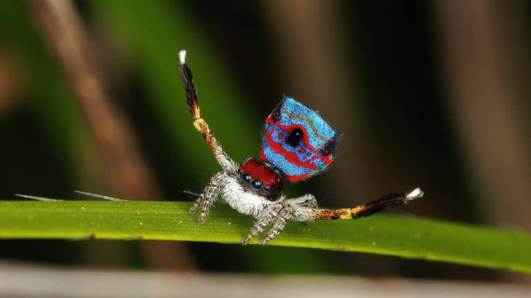 Dancing Male Peacock Spider  (Maratus gemmifer)