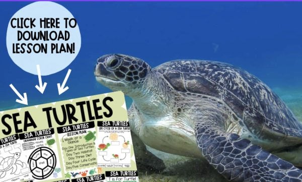 All About Sea Turtles: A Free Lesson Plan - A-Z Animals
