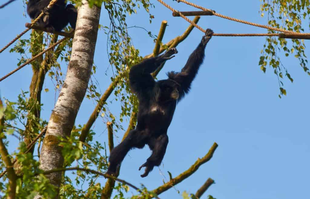 Eastern black crested gibbon (Nomascus nasutus), female on a tree