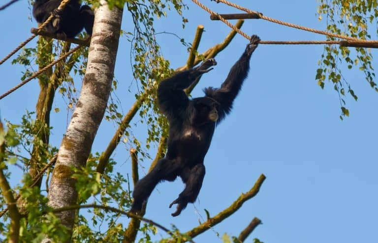 Eastern black crested gibbon (Nomascus nasutus), female on a tree