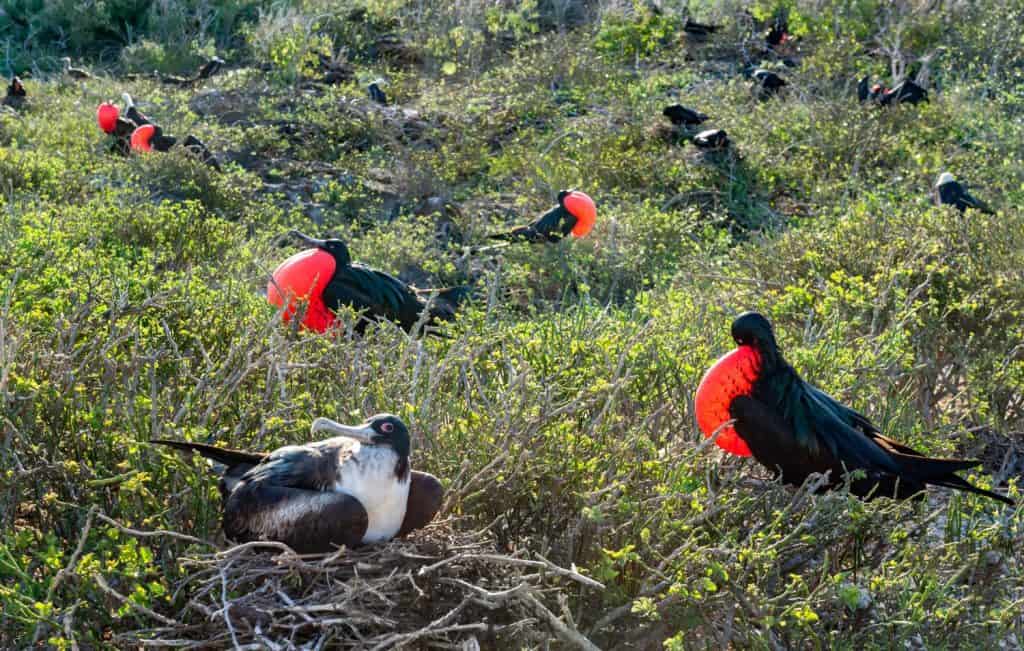 Male great frigatebirds (Fregata minor) with red gular pouches expanded, displaying. Females sitting on nests, on Genovesa Island, Galapagos.