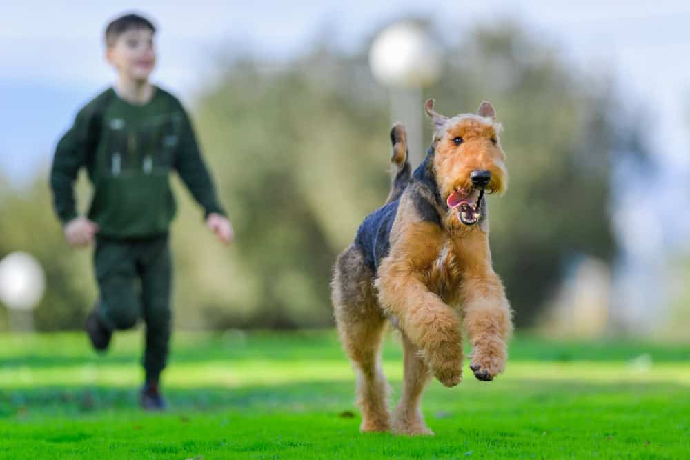 A two-year-old Airedale Terrier dog runs free