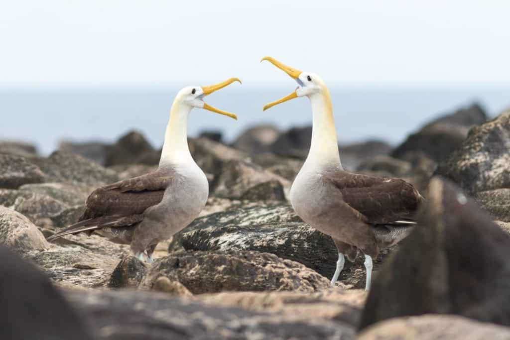 Waved albatrosses performing a mating ritual
