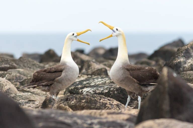 Waved albatrosses performing a mating ritual