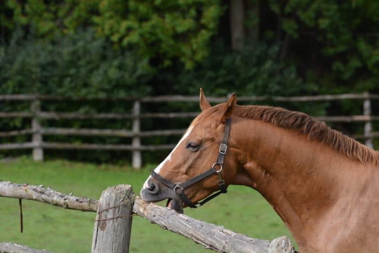Horse cribbing on fence rail