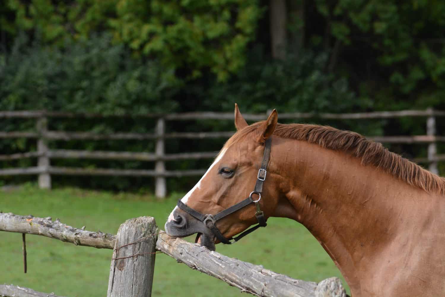 Exploring the Compulsive Behavior of Horse Cribbing - A-Z Animals