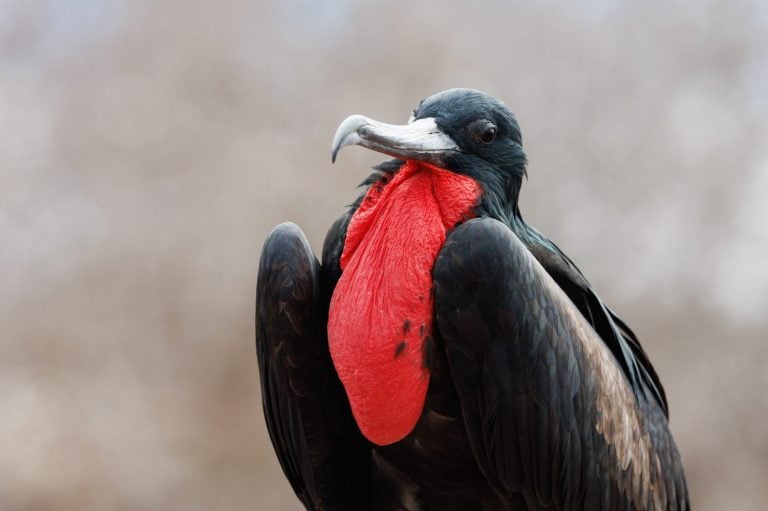 close-up portrait male great frigatebird (Fregata minor) with red gular sac