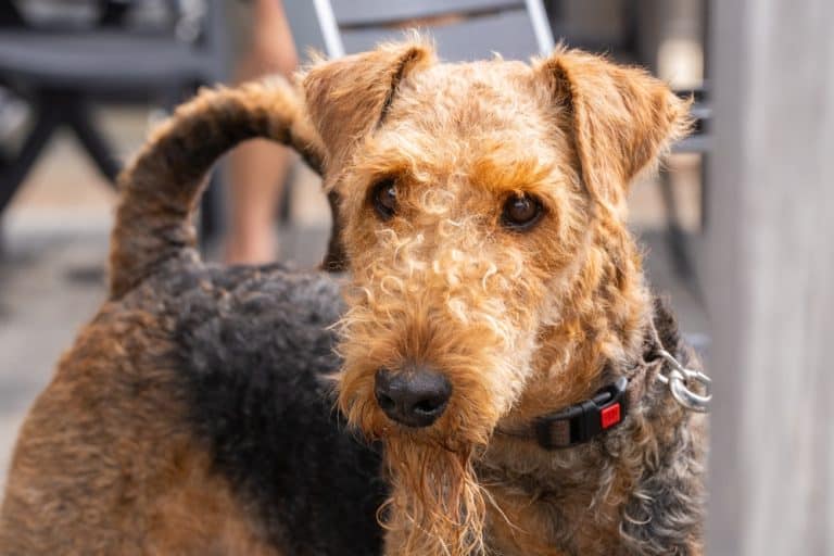 Airedale Terrier
