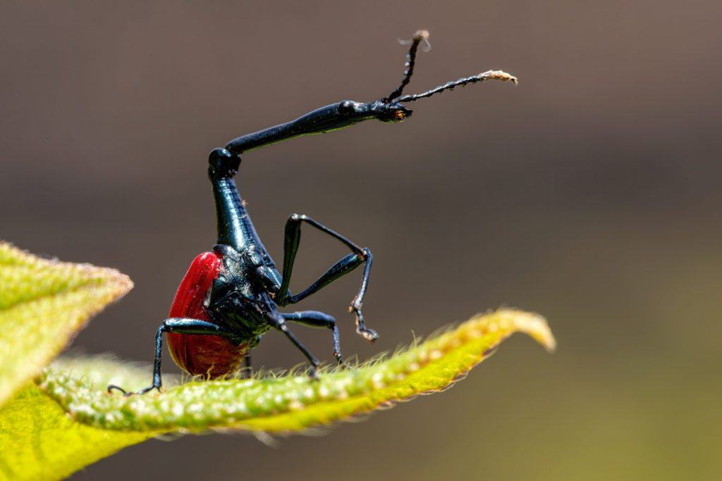 Male of bizarre bug, strange insect Giraffe Weevil (Trachelophorus Giraffa), Ranomafana National Park, Madagascar wildlife animal